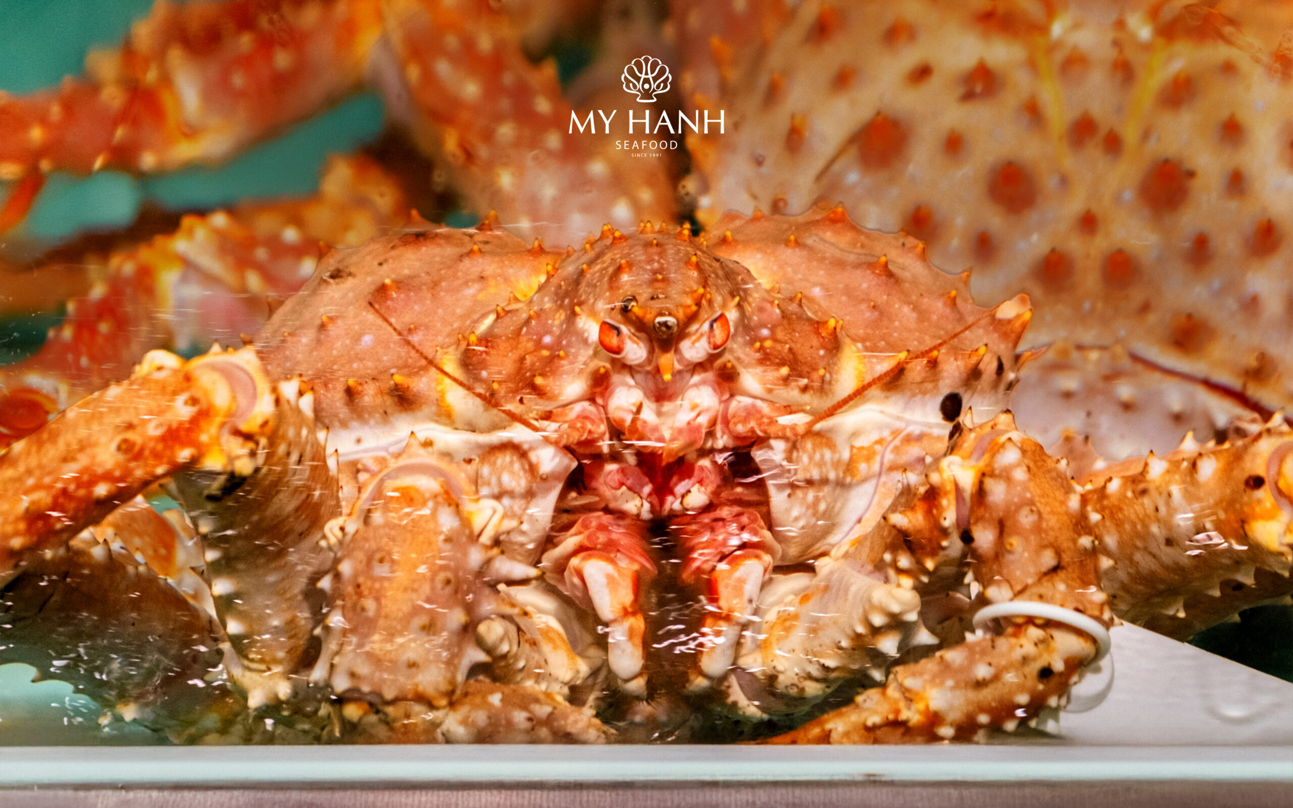 My Hanh Seafood giữ trọn chất lượng cua hoàng đế từ đại dương xanh