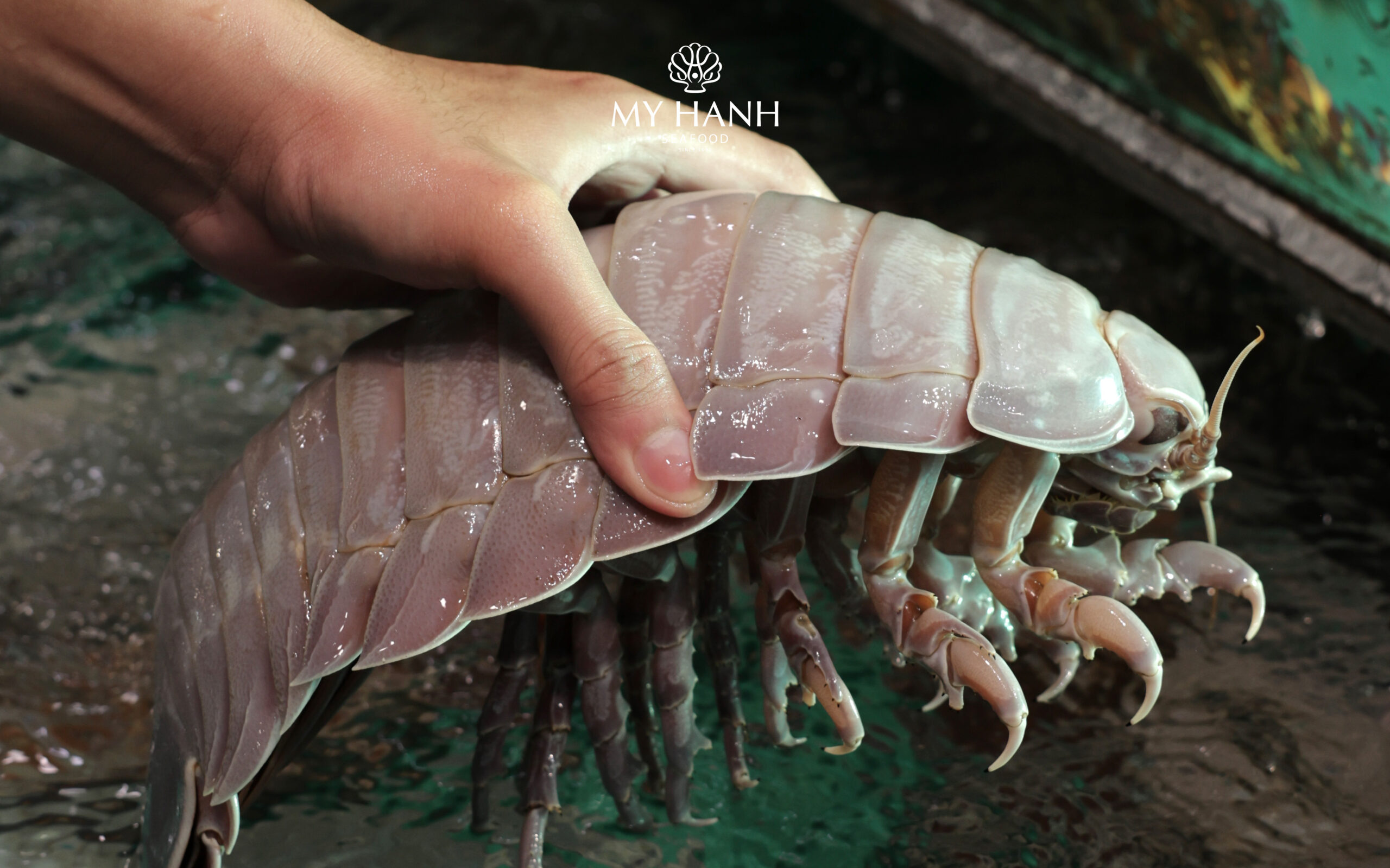 Trải nghiệm tự tay lựa chọn hải sản tươi sống tại My Hanh Seafood