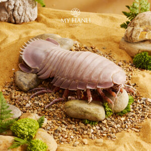 Bọ biển thượng hạng - món quà từ thiên nhiên