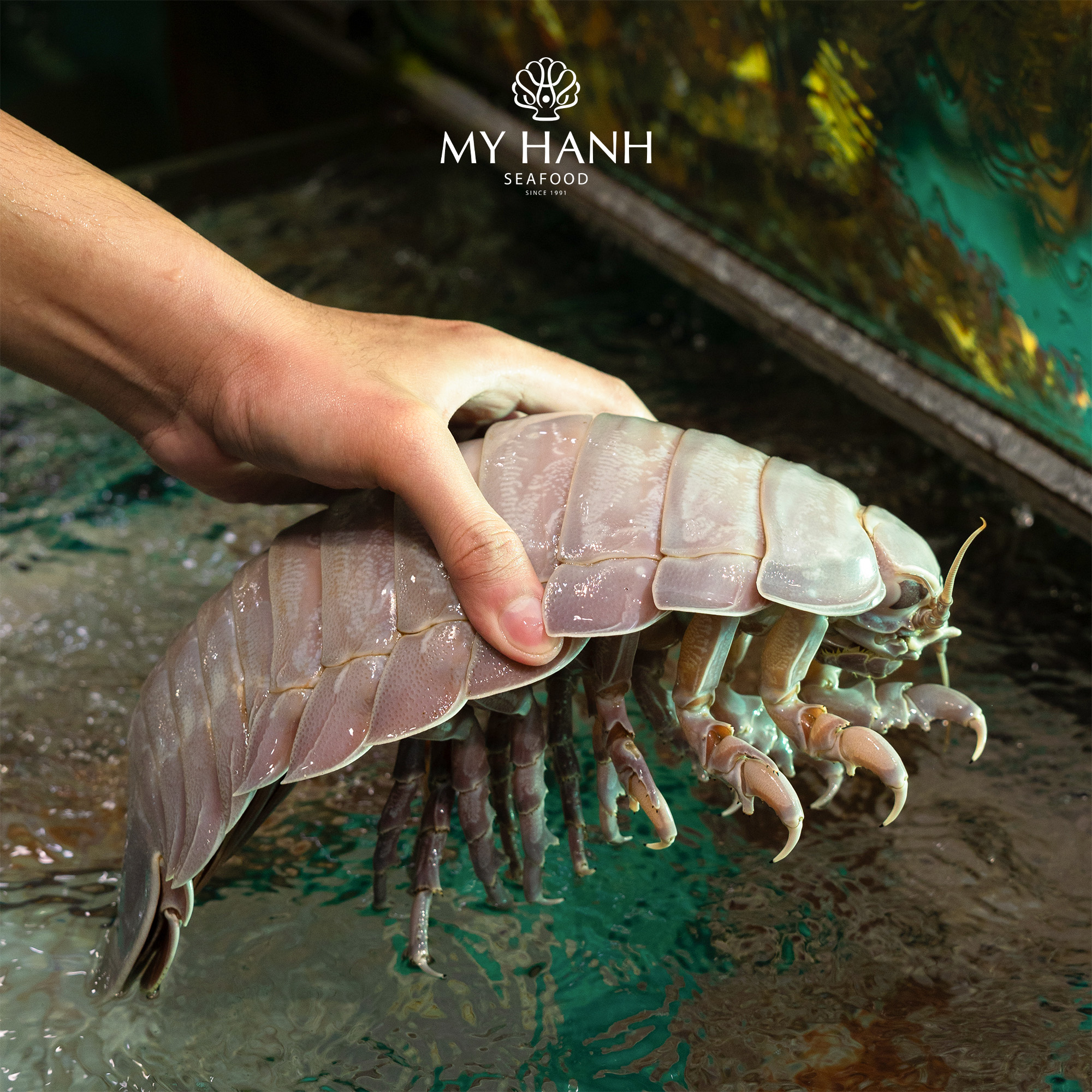 Bọ biển thượng hạng tươi sống tại hồ hải sản