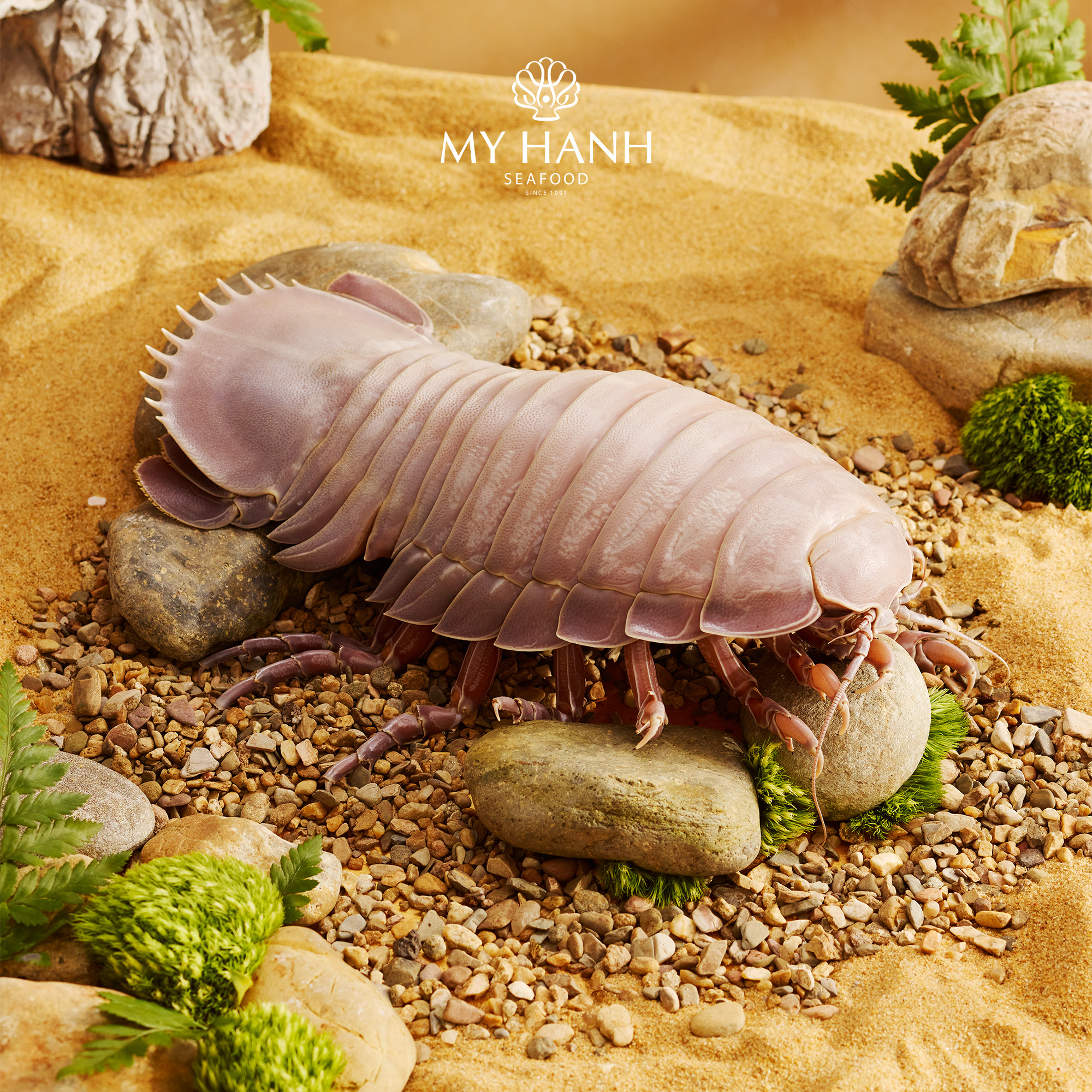 Bọ biển thượng hạng - món quà từ thiên nhiên