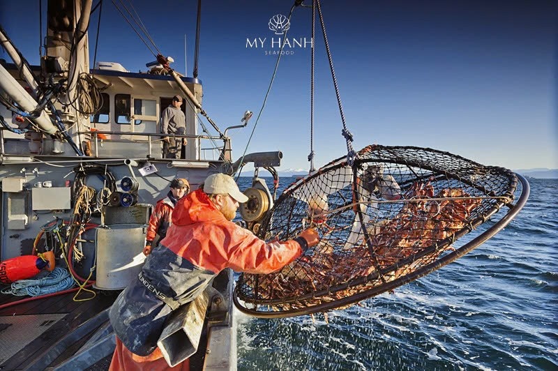 My Hanh Seafood - Hành trình đánh bắt khắc nghiệt tăng giá trị cua hoàng đế